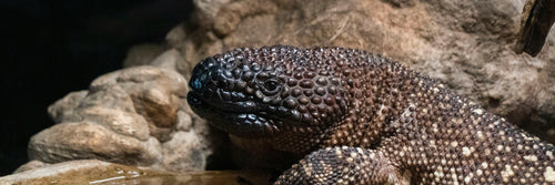 Lizard Venom Regrows 'Irreplaceable' Cartilage