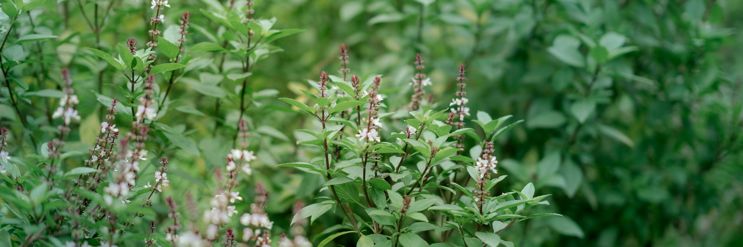 holy basil glutathione for Stress: Traditional Use vs. Modern Science Thyroid Zen Defense