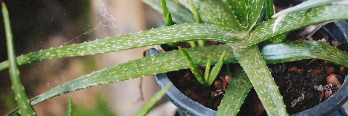 Aloe Vera: Benefits, Forms, Dosing, and Side Effects  Dr Brad Stanfield
