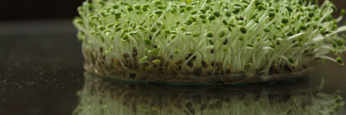 The Sulforaphane and Astaxanthin Story Is Changing