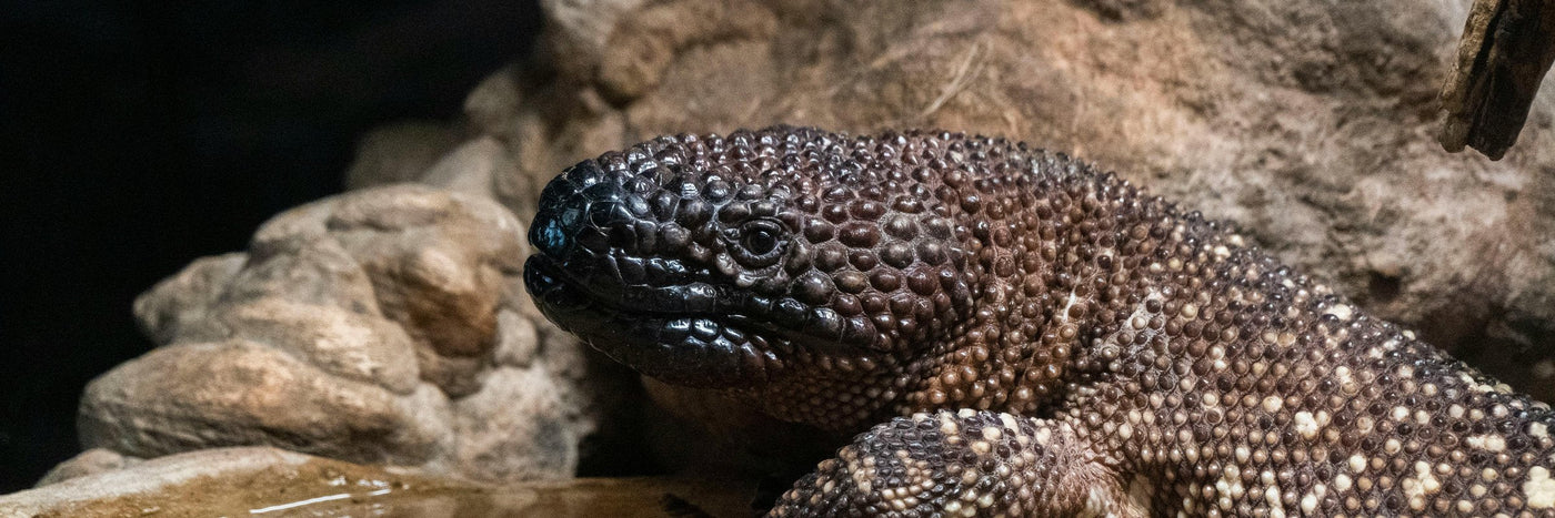 Lizard Venom Regrows 'Irreplaceable' Cartilage