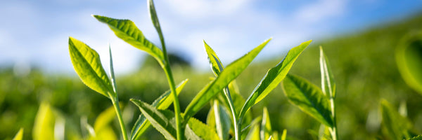 Green Tea: Benefits, Forms, Dosing, and Side Effects