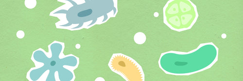 Surprising Microbiome Effects from Artificial Sweeteners