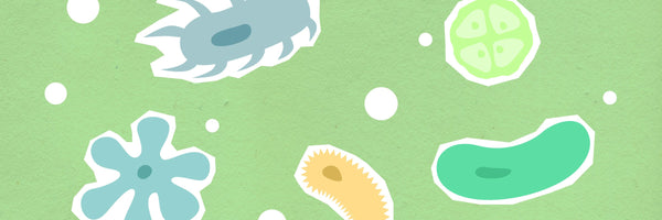 Surprising Microbiome Effects from Artificial Sweeteners