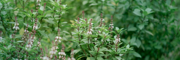 Holy Basil (Tulsi): Benefits, Forms, Dosing, and Side Effects