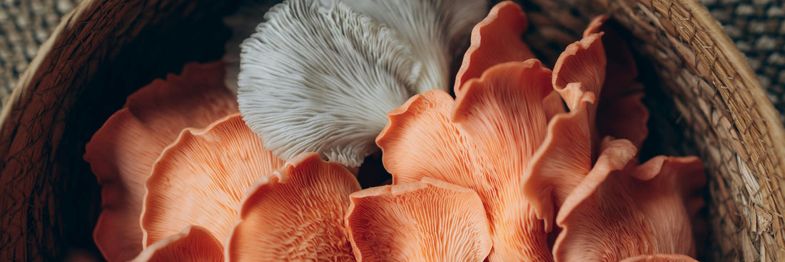 Lion's Mane and Chaga: Benefits, Forms, Dosing, and Side Effects