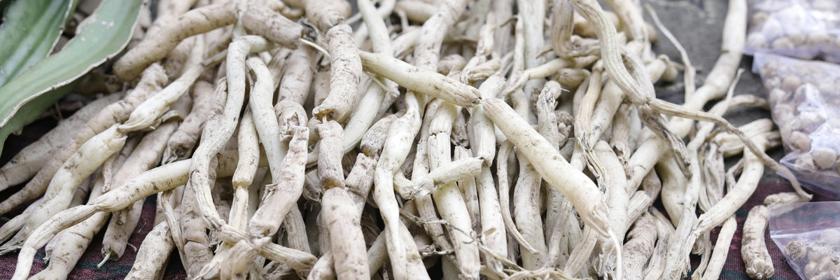 krbis saatgut kaufen Bio-Krbis 'Green Hokkaido' kaufen
