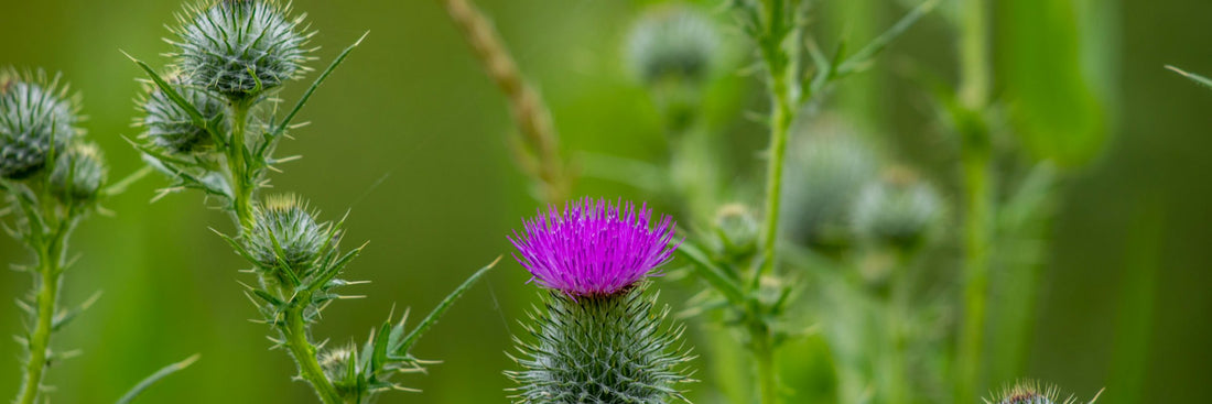 Milk Thistle: Benefits, Best Forms, Dosing, and Side Effects