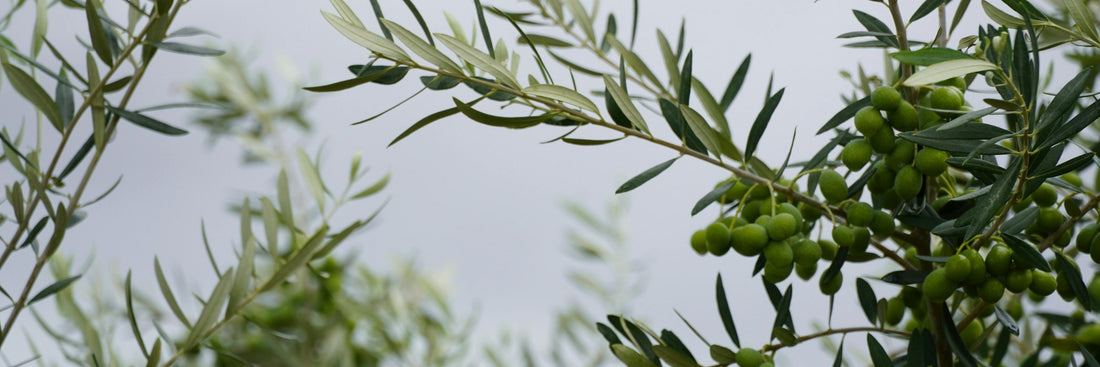 Olive Leaf Extract: Benefits, Forms, Dosing, and Side Effects