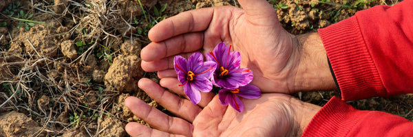 Saffron: Benefits, Forms, Dosing, and Side Effects