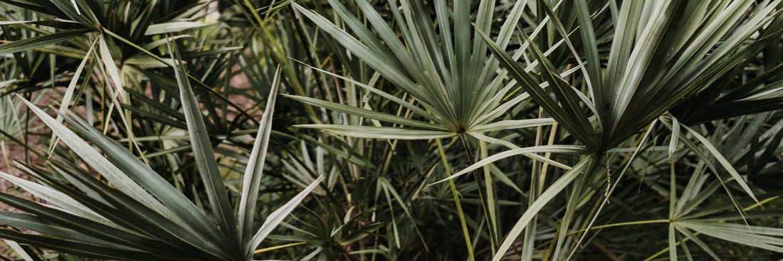 Saw Palmetto and Prostate Supplements: Benefits, Forms, Dosing, and Side Effects