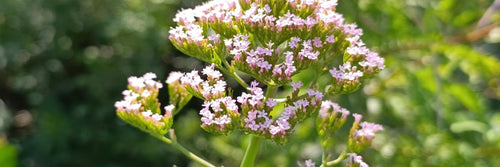 Valerian: Benefits, Forms, Dosing, and Side Effects